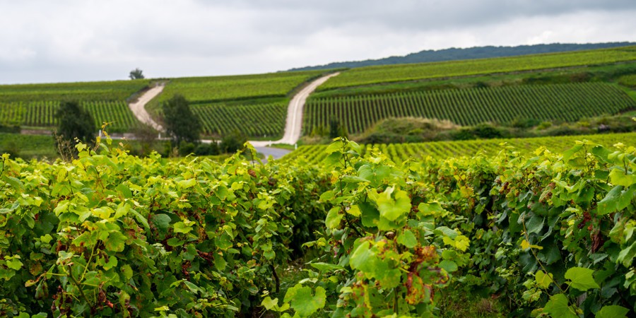 Vineyards in the French countryside