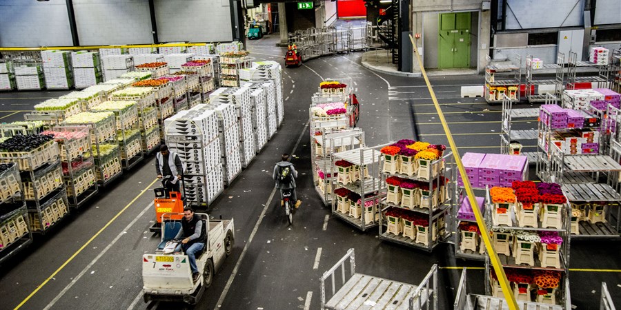 Orderpickers rijden met karren vol bloemen gekoppeld als treintjes door de veiling van Aalsmeer.