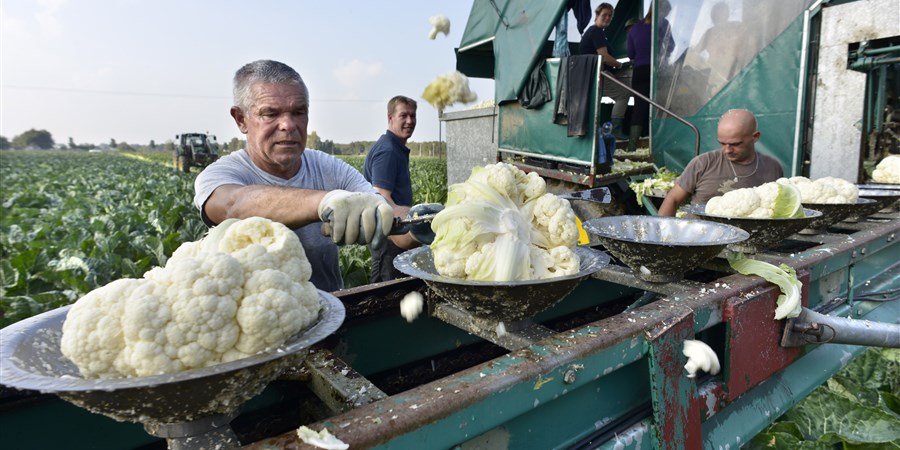 Poolse arbeiders oogsten bloemkool