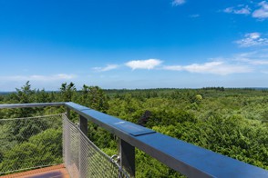 View on a wood from a tower