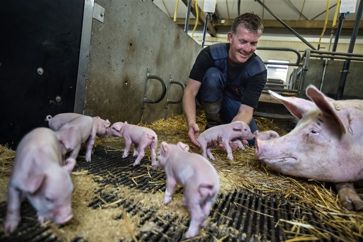 Biologische varkenshouder met biggen en varken in stal