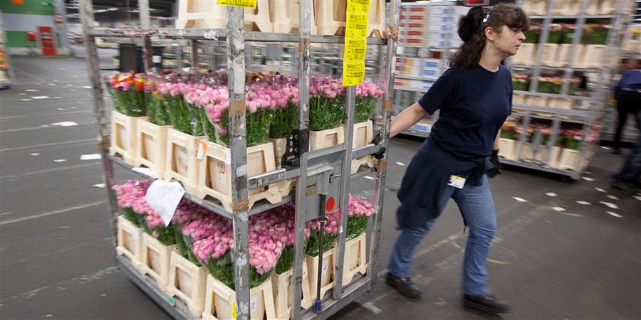 Veilingmedewerkster verplaatst trolley met rozen.