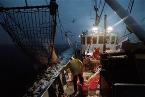 Fishing cutter hauling in trawl nets.