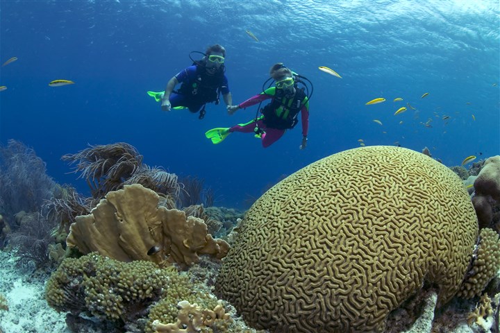 Coral reef on Bonaire