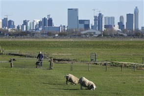 Een boer bij zijn schapen met op de achtergrond de skyline van Rotterdam.