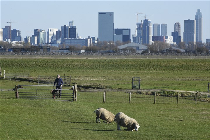 Een boer bij zijn schapen met op de achtergrond de skyline van Rotterdam.