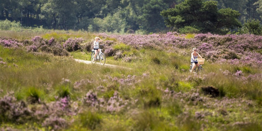 Fietsers genieten van de bloeiende paarse hei op de Hoog Buurlose Heide