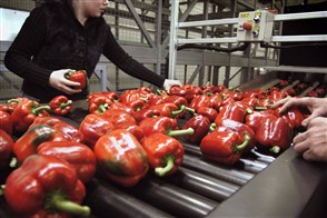 Quality inspection of red peppers