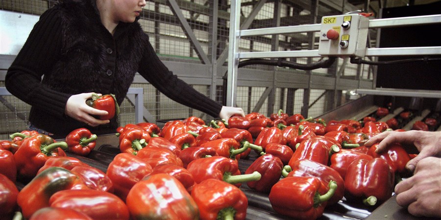 Quality inspection of red peppers