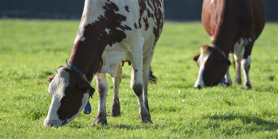 De waarde van de Nederlandse landbouwexport zal in 2023 uitkomen op 124 miljard euro