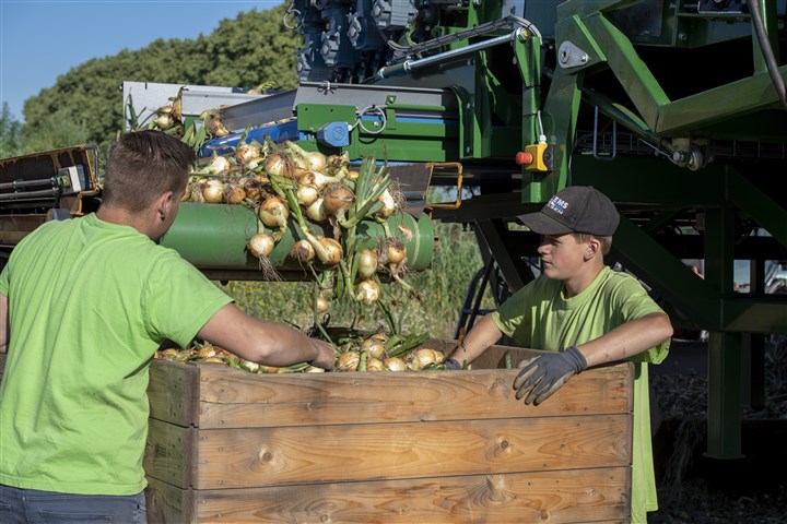 Twee jongens werken achter een uienrooimachine en houden de geoogste uien die van de lopende band komen in de gaten.