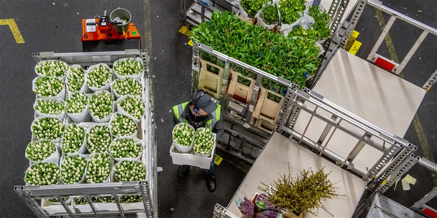 Bloemen en planten op de veiling