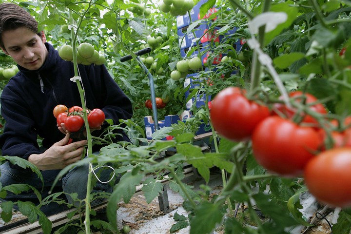 Tomatenteelt in de kas