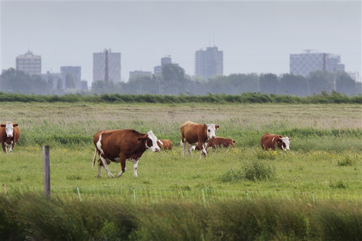 Koeien staan in de wei met op de achtergrond de skyline van Rotterdam