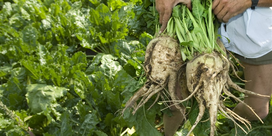 Een boer toont grote bieten die hij met de hand heeft geoogst