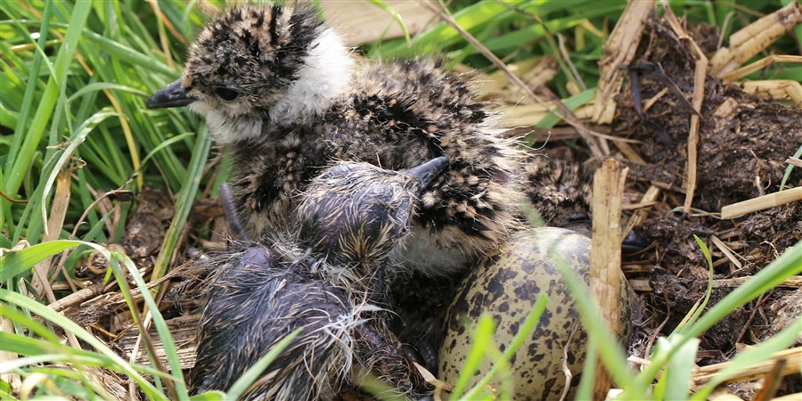 Jonge kieviten kruipen uit hun ei in een weiland.