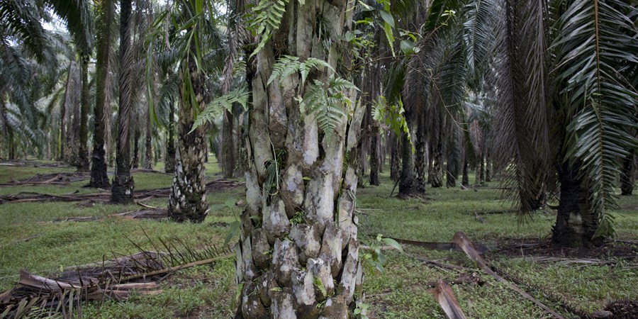 Palmolie plantage in Maleisie.