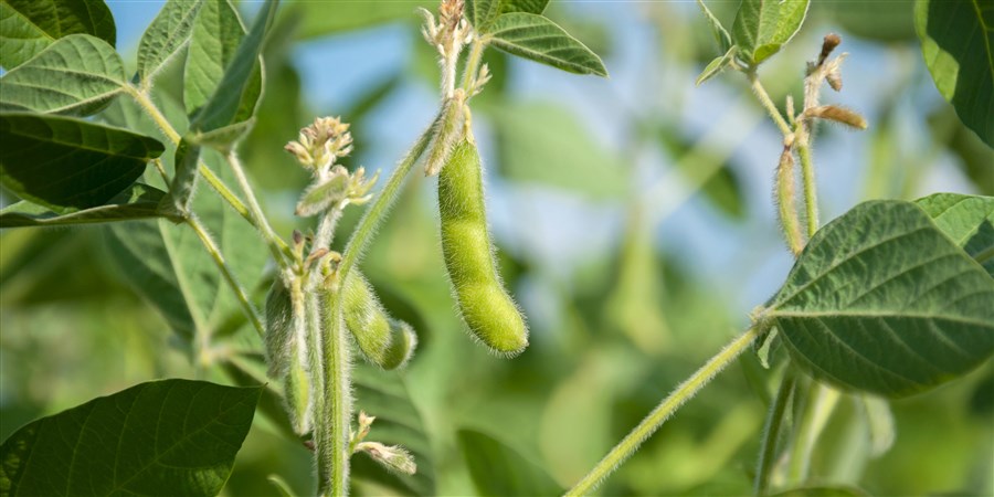 Green soybeans on plant stems
