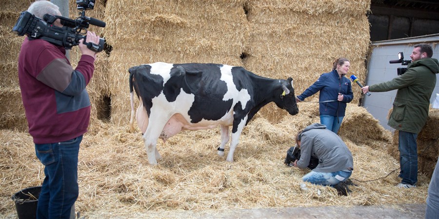 Koe big Baukje 192 heeft tweehonderduizend kilo melk geleverd. De achtien jaar oude koe van boer Jos Knoef wordt op de boerderij gehuldigt met een krans. De boerin poseert met de koe voor diverse media. Foto Herman Engbers