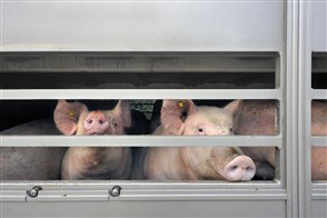 Two pigs in a livestock trailer