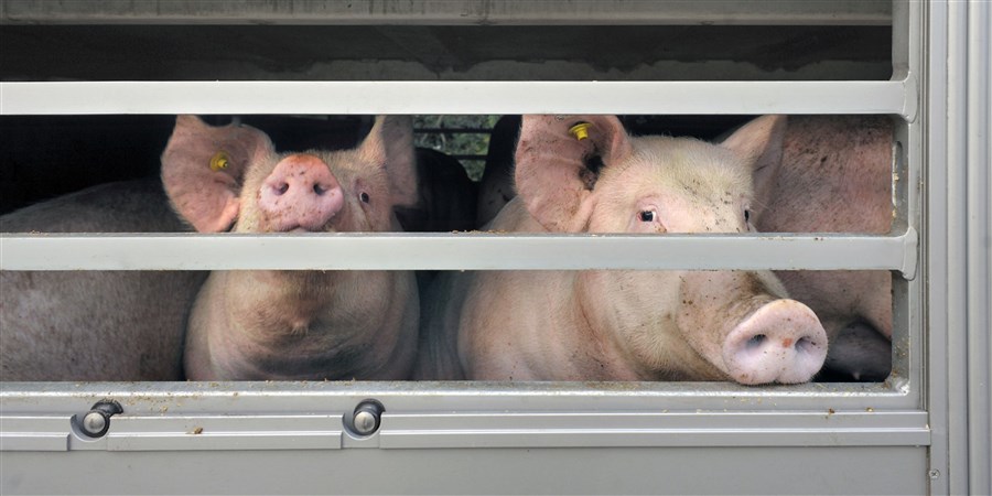 Twee varkens in een aanhanger voor veevervoer