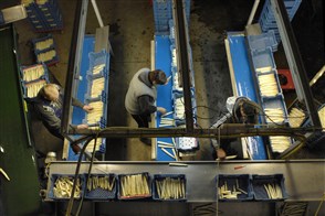 Poolse landarbeiders sorteren asperges