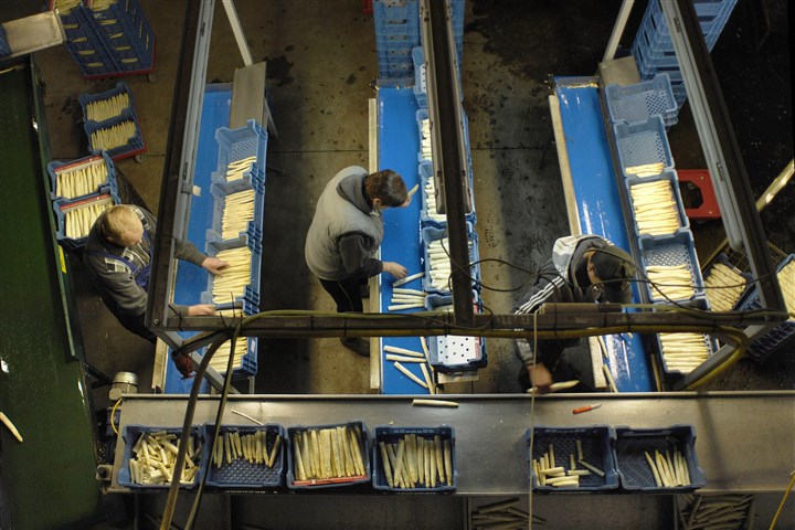 Poolse landarbeiders sorteren asperges
