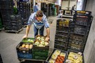 Een jongen haalt kratten groenten uit het magazijn om de voorraad in de supermarkt bij te vullen