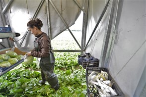 A young agricultural worker processing lettuce crops.