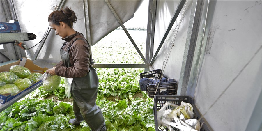 A young agricultural worker processing lettuce crops.