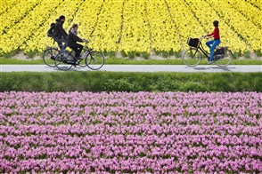 fietsers tussen bloeiende bollenvelden