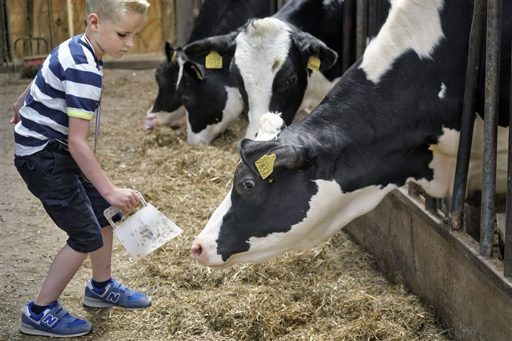 Boy feeding cows.