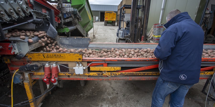 Oogst aardappelen
