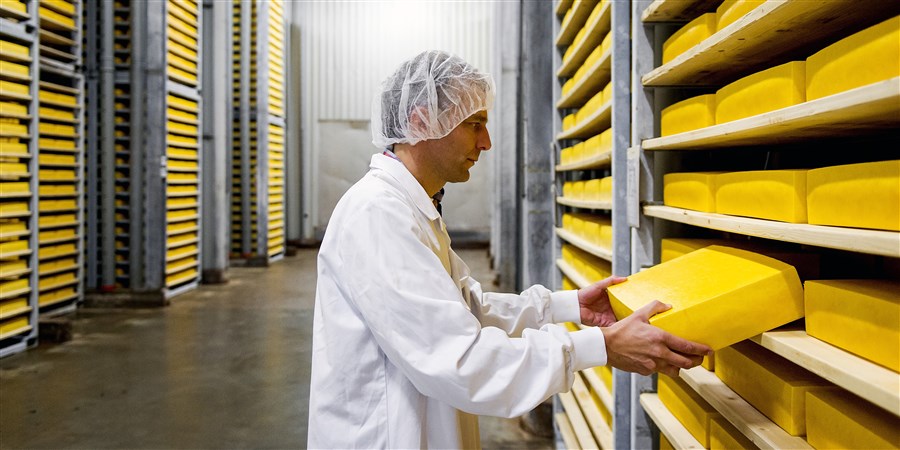 Man werkt in de kaasfabriek van FrieslandCampina in Workum