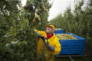 Seizoensarbeider plukt peren in boomgaard.