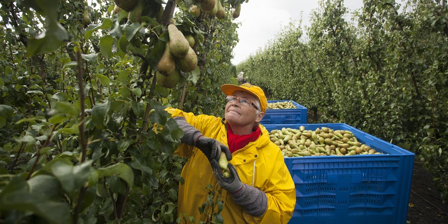 Seizoensarbeider plukt peren in boomgaard.