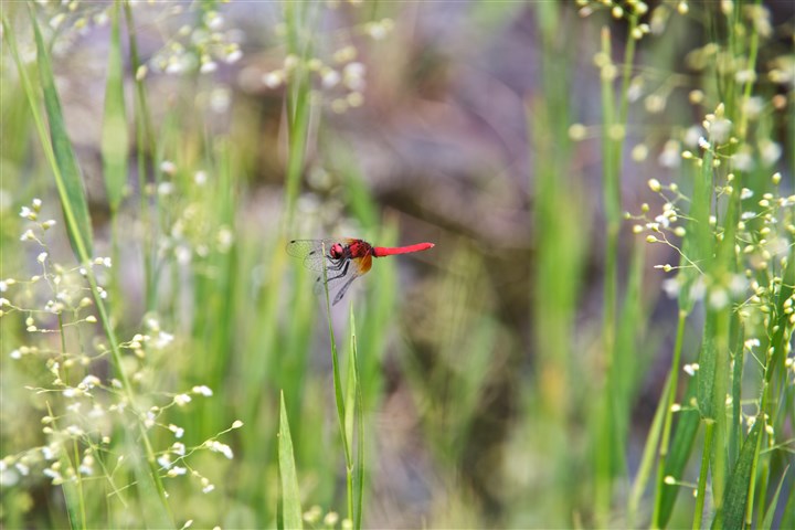 A dragonfly in its natural habitat