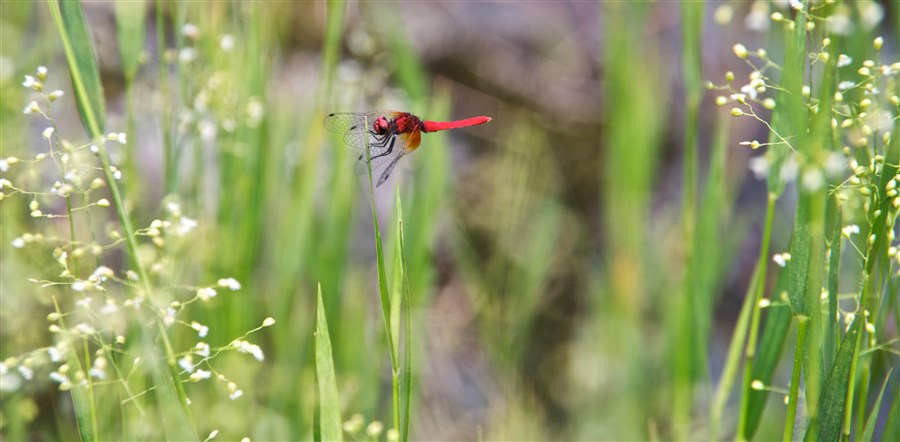 Een libelle in de natuur