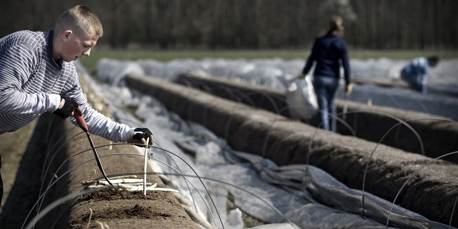 Op de akkers  van het bedrijf  v/d Beucken in Helden zijn zo'n 45 werknemers druk bezig met Het uitsteken van asperges