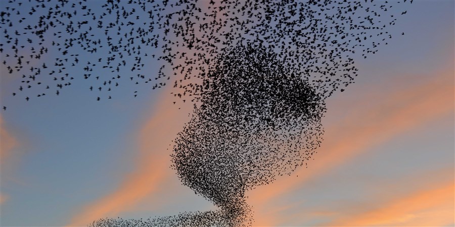 zwerm vogels bij avond