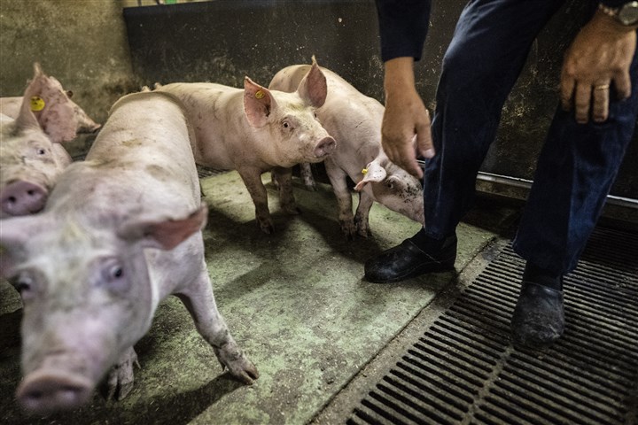Varkens bij de boer in de stal