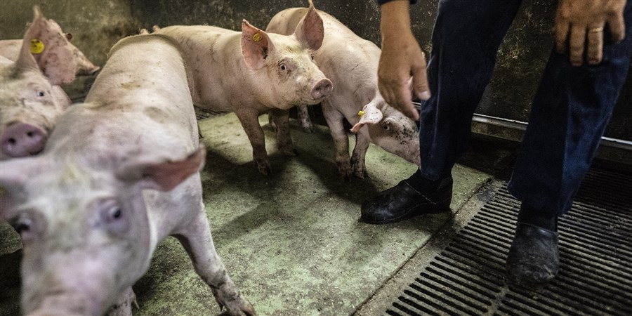 Varkens bij de boer in de stal