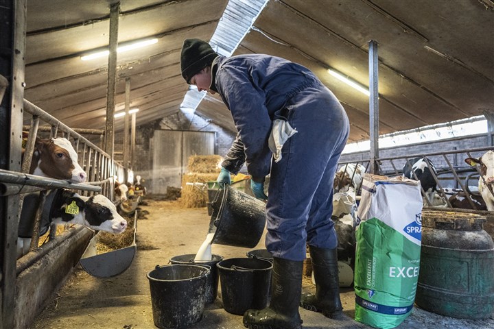 Jonge boerin voedert de kalveren in de stal.