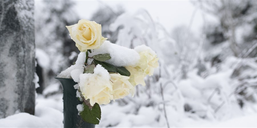 besneeuwde witte roos