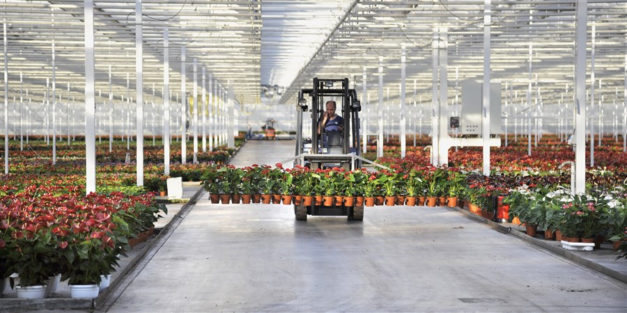 Kweker vervoert planten in een moderne kas