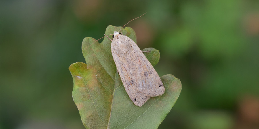 Nachtvlinder Huismoeder