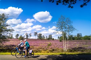 Cyclists passing heathland
