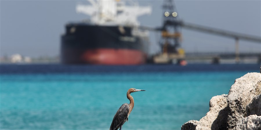 Rode reiger tegen een achtergrond van een vrachtschip dat aan het laden is