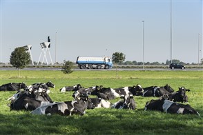 Rustende koeien in het gras met op de achtergrond verkeer
