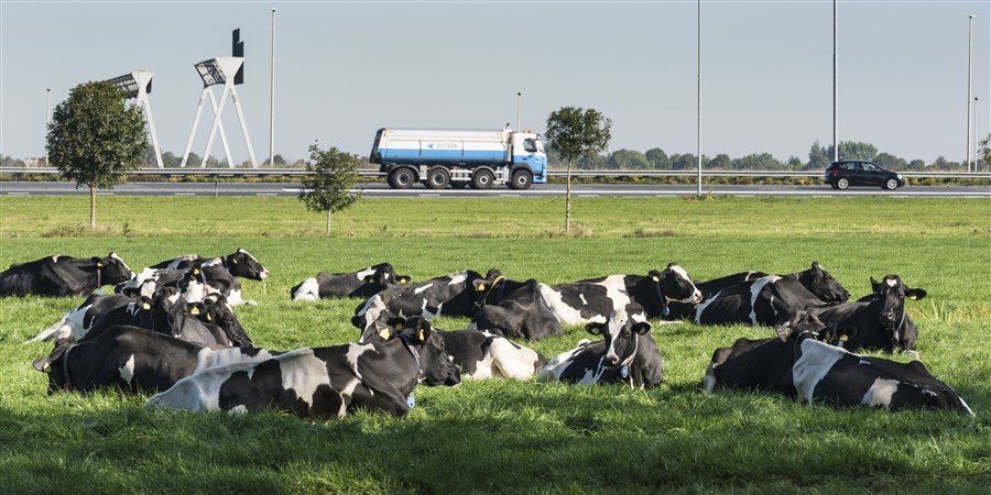 Rustende koeien met op de achtergrond verkeer